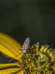 ailanthus webworm,Atteva aurea