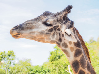 African Giraffe Head Portrait, Close up and Selective focus © VICHAILAO