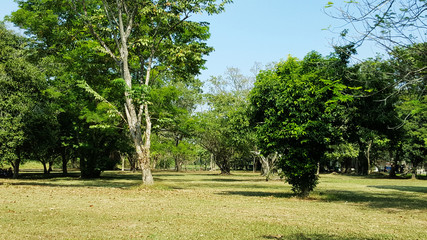 green grass field in big city park