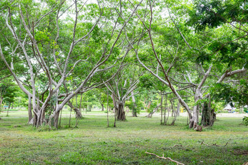 Fototapeta na wymiar Mangrove tree in forest verdant