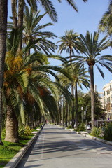 Obraz premium mallorca