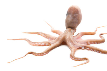 Raw octopus on white background