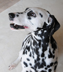 Dalmatian dog close up portrait