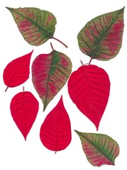 red and green leaves of poisentia plant