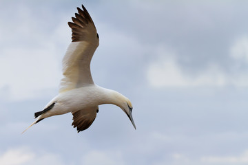 Basstölpel im Flug über der Nordsee