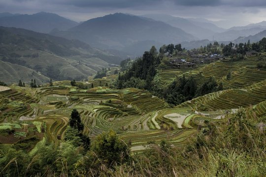 rizi&egrave;re du ghuizou