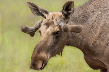 Close up portrait of a young male moose with small antlers