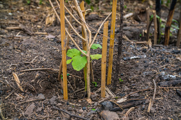 Young eggplant tree growing in the garden