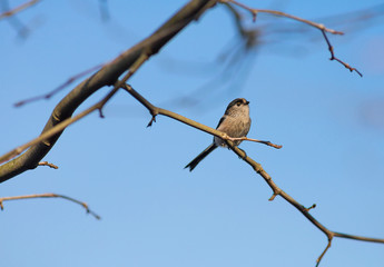 Aegithalos Caudatus - Chapim Rabilongo, in the tree branch