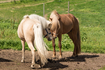 Icelandic horses making friends in a summer pasture
