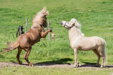 Horse Courtship