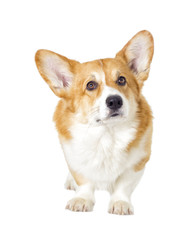 dog on a white background