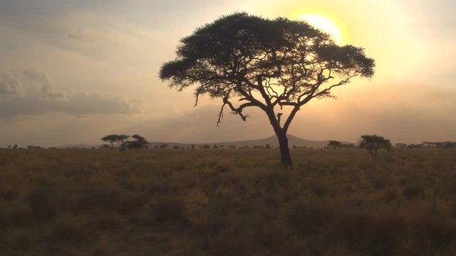 CLOSE UP: Big lush acacia tree against golden setting sun in African wilderness