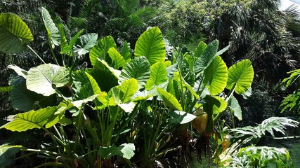 Alocasia plant in Florida zoologilcal garden