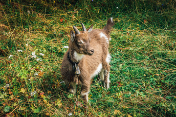 Baby goat