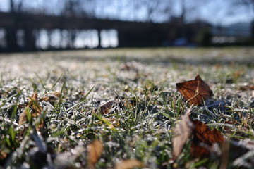 Morning Dew and Frost on a chilly Winter Morning