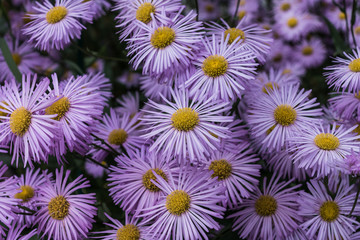 Pink Aster flowers