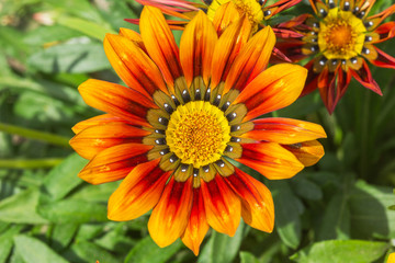 Gazania flowers colored yellow and Red