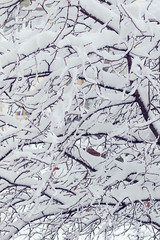 Snow on a tree branches. Winter scene with snow. 