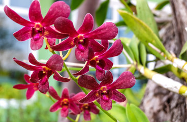 Red orchid flowers in the garden
