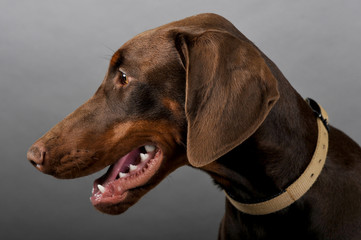 dobermann