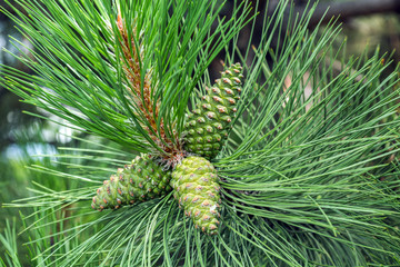 Green pinecone