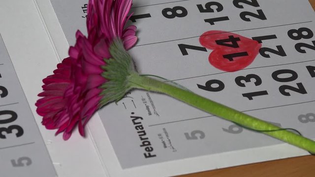 laying down red transvaal daisy flower on calendar near painted heart shape sign