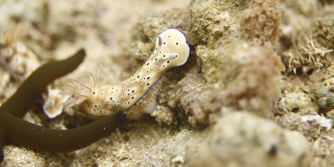 nudie - sea slug on the reef