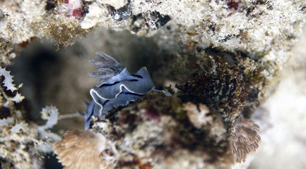 nudie - sea slug on the reef