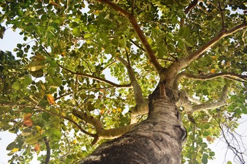 Under Java Plum Tropical Fruit Tree in Philippines