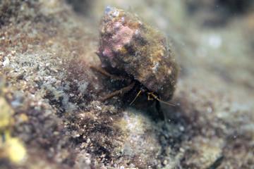 hermit crab in a shell on the sea bottom