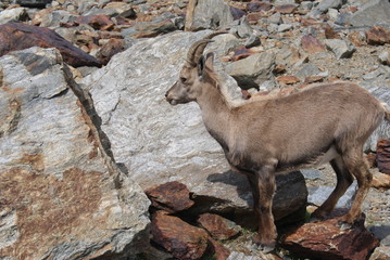 Wild animal