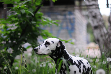 Dalmatian dog on a background of green nature