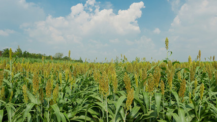 Millet Flower, Millet field with blue sky