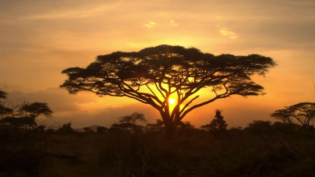 AERIAL: Silhouetted acacia tree canopy at dramatic golden light sunset in Africa