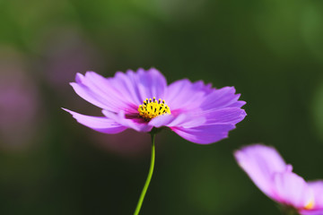 Obraz premium Cosmos flowers with selective focus and sunlight day