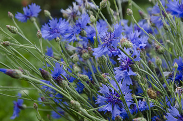 Cornflowers in summer