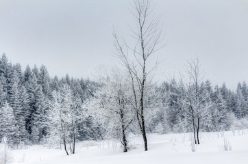 Schnee im Erzgebirge bei Altenberg