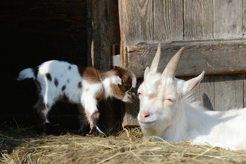 Naklejka na ściany i meble white goat and goat kid in the straw in front of shed