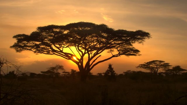 CLOSE UP: Silhouetted lush acacia tree canopy at dramatic golden light sunrise