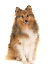 Adult shetland sheepdog sitting seen from the front facing the camera isolated on a white background