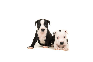 Two cute 5 weeks old black and white stafford terrier puppy dogs one sitting down and one lying down isolated on a white background