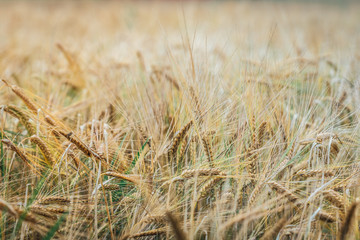 Field of wheat