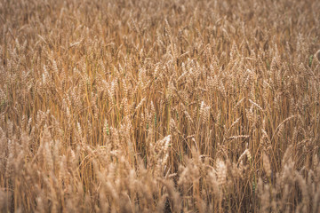 Field of wheat