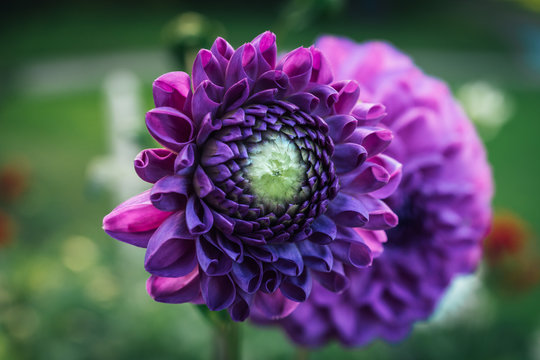 Pink And Purple Dahlia