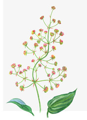 Alisma wading, waterfowl watercolor botanical illustration. Aquatic plant.