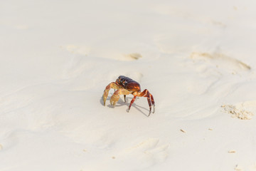 Hairy leg mountain crab