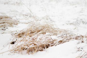 Reed in snow background