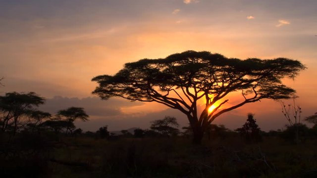 Breathtaking Serengeti National Park woodland at dreamy golden light sunset