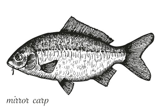 drawing mirror carp. vector illustration
